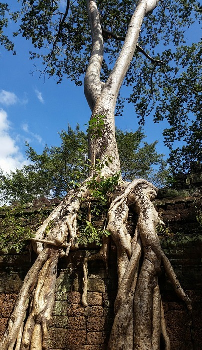 cambodia, angkor, temple