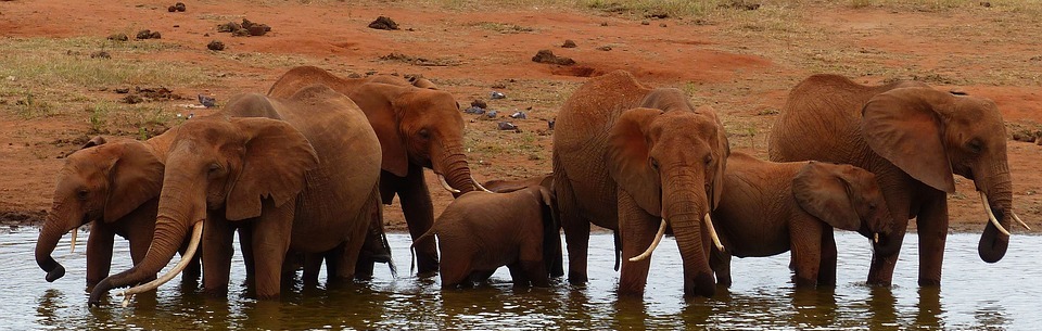elephants, wild, water hole