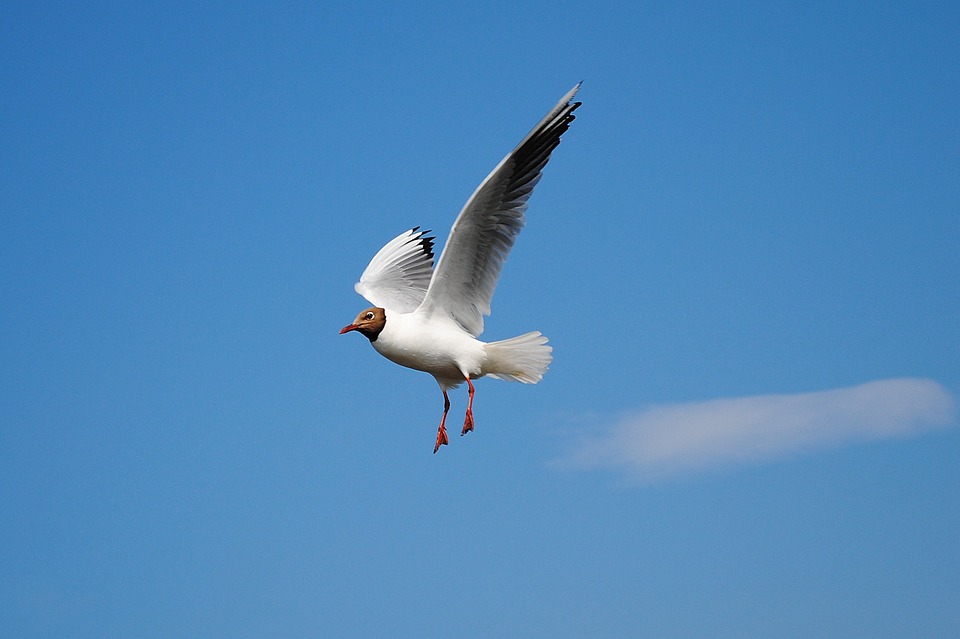 seagull, fly, bird