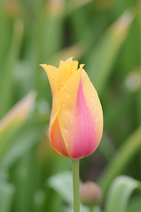 tulip, drop, yellow