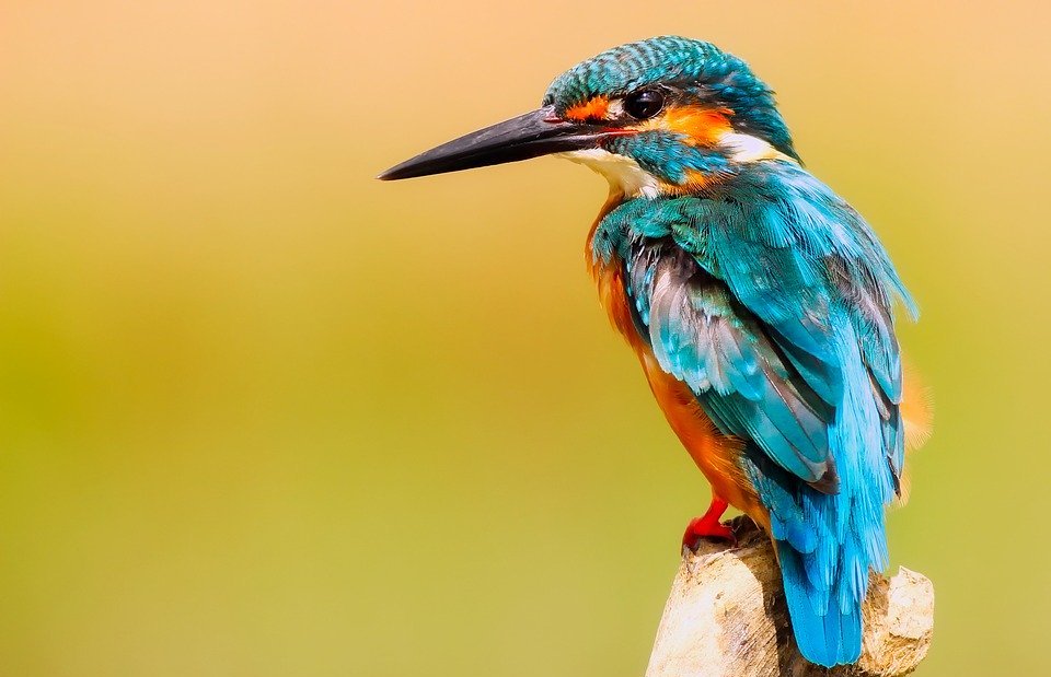 kingfisher, bird, wildlife