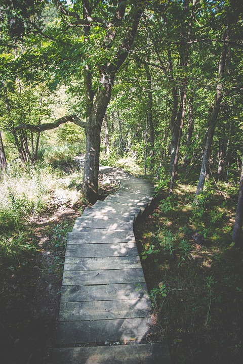 wood, path, trail