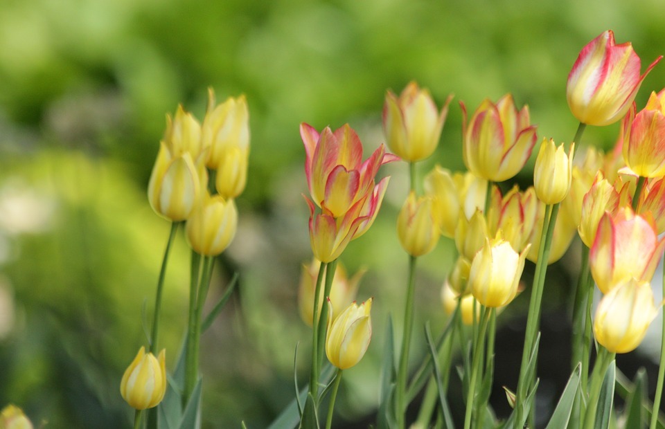 tulips, flowers, nature