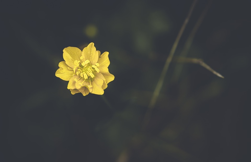 yellow flower, meadow flower, small flower