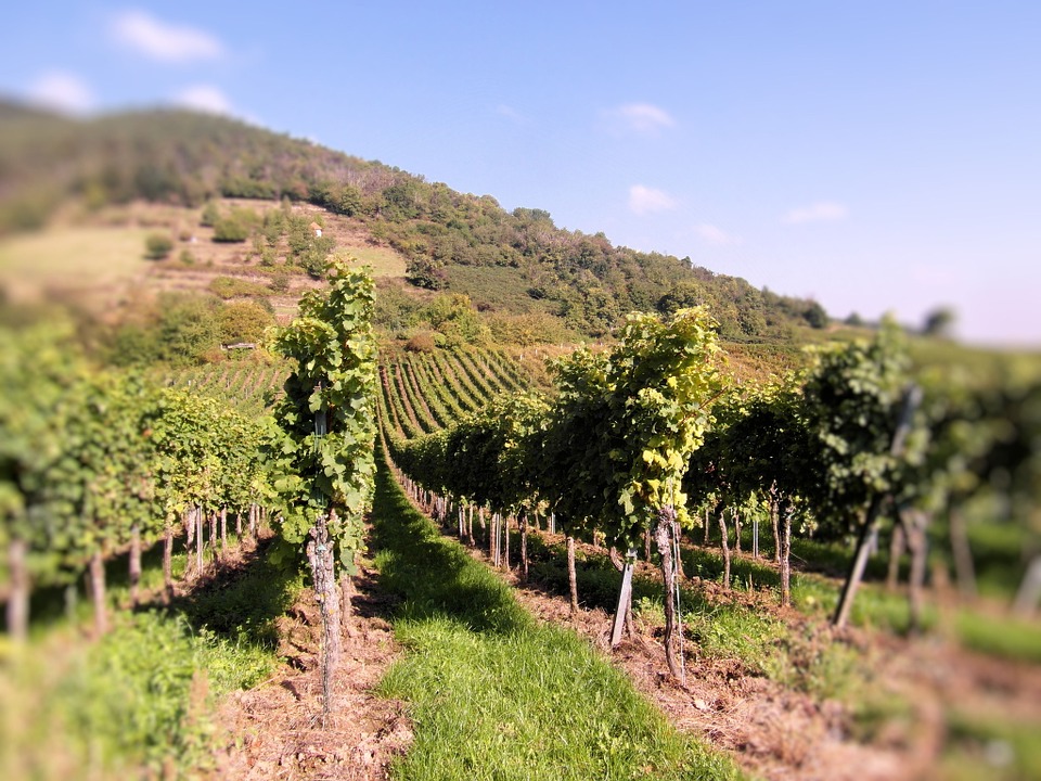 wine, wine harvest, vineyards