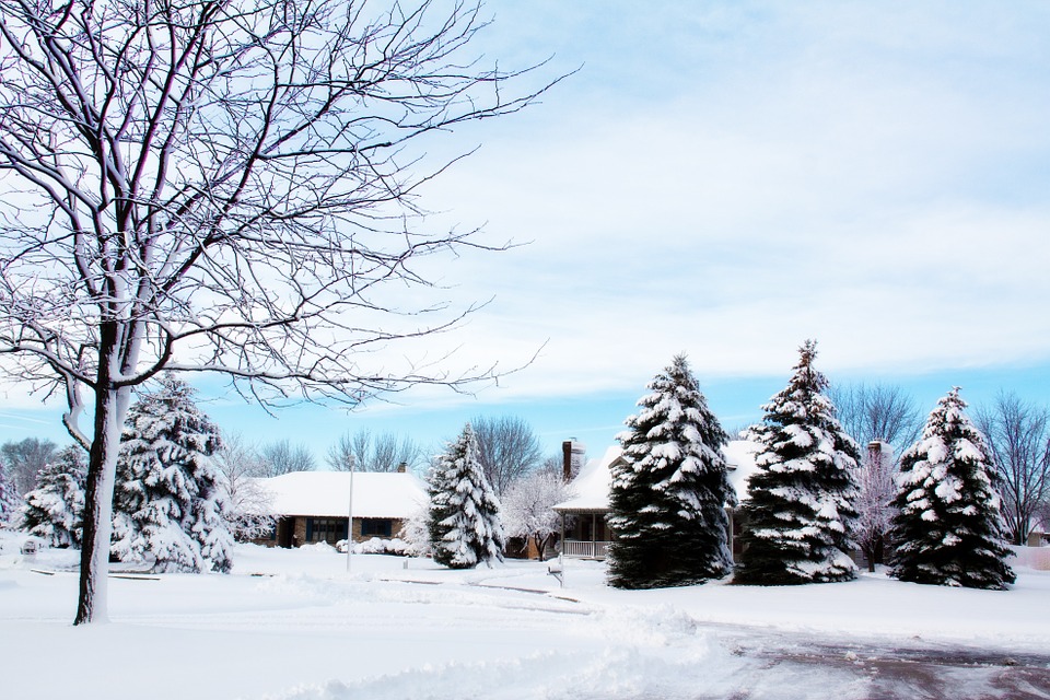 snowy neighborhood, snowy trees, snow