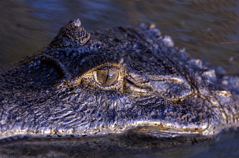 orinoco crocodile, eye, reptile
