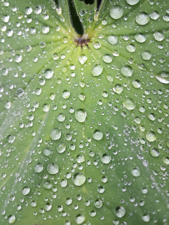 leaf, dew, water