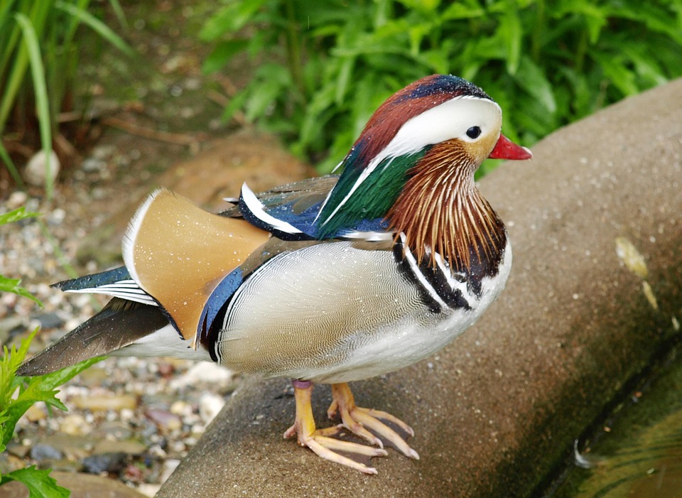 mandarin ducks, duck, ornamental duck