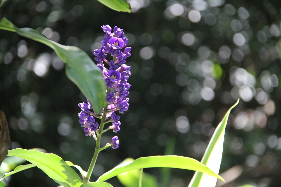 flower, purple flower, hawaiian flower - Stock Image - Everypixel