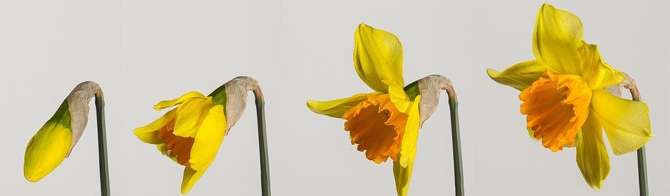 osterglocken, daffodils, spring
