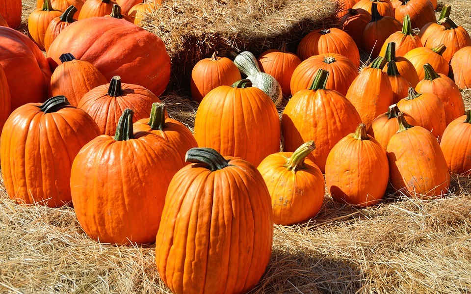 pumpkins, for sale, sell