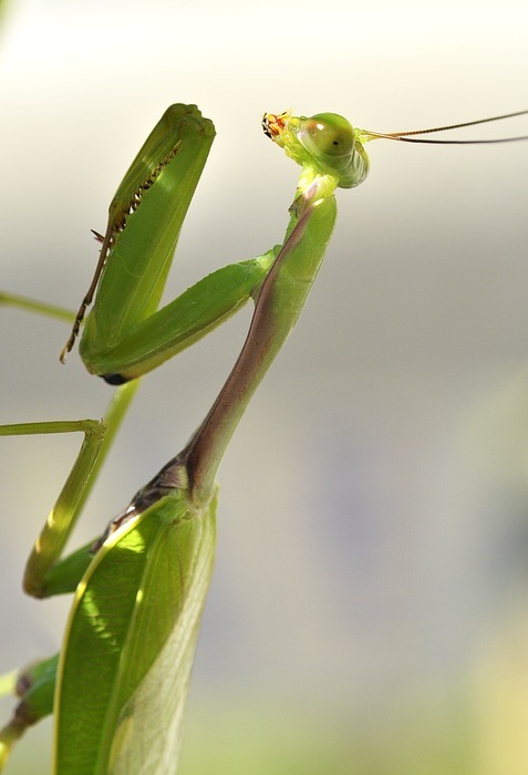 prying mantis, insect, nature