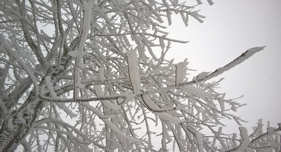 branches, snow, snowy