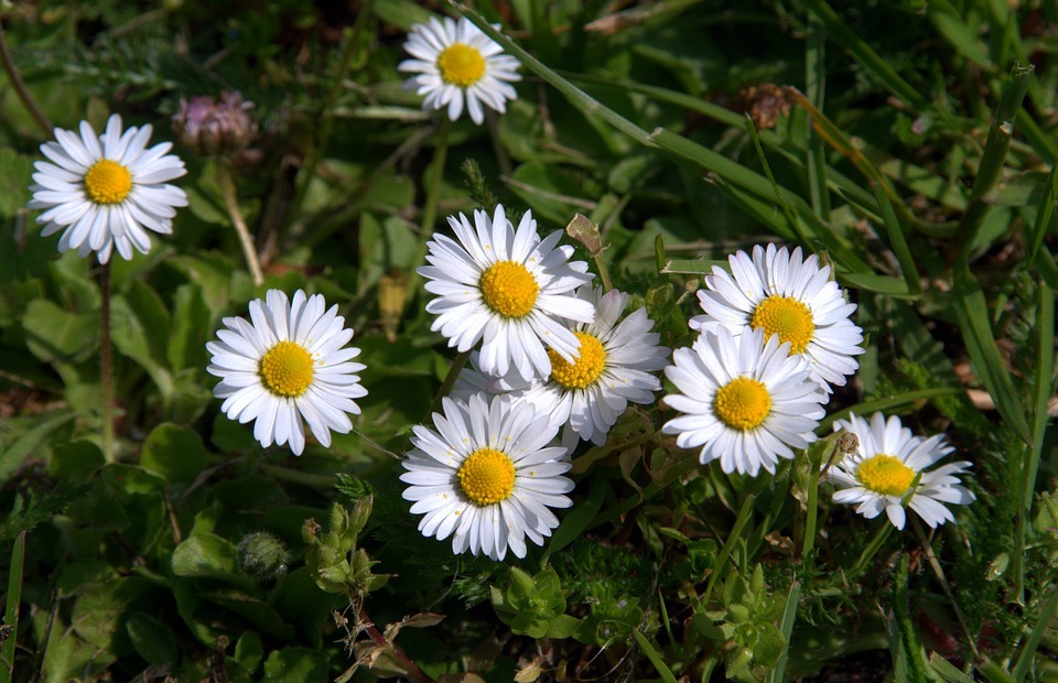 daisies, flowers, small flowers