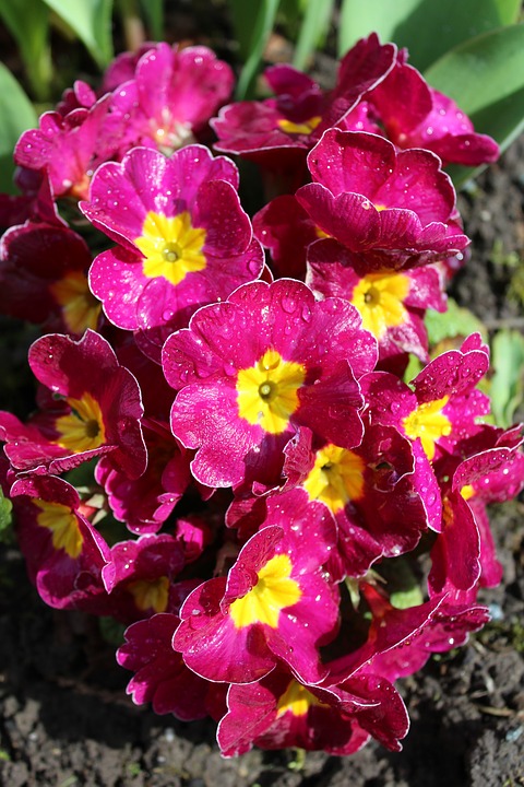 primrose, flowers, spring
