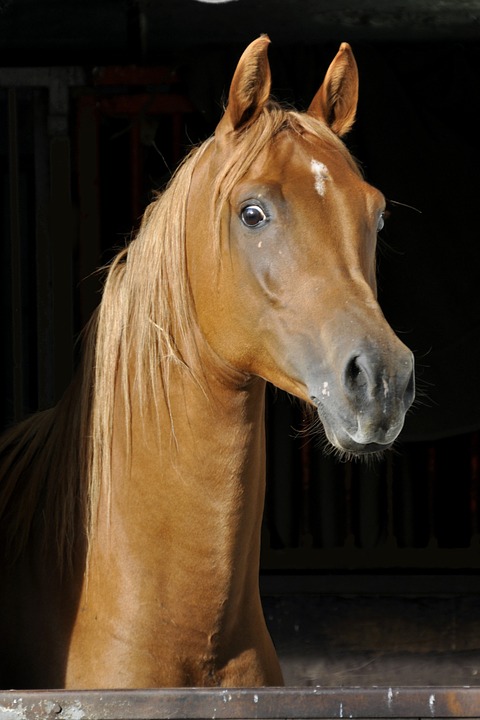 horse, thoroughbred arabian, animal