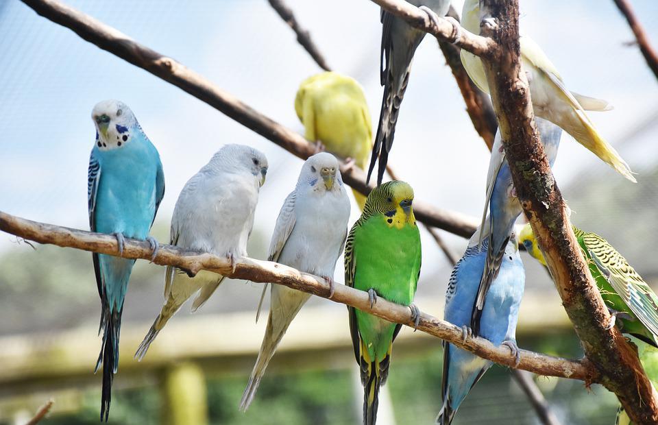 parrots, birds, perched