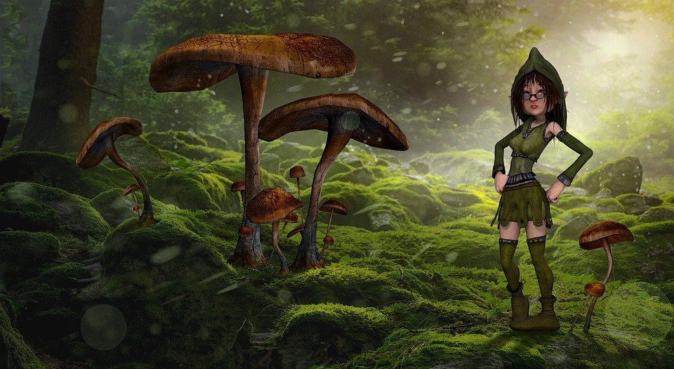 mushrooms, forest, fee