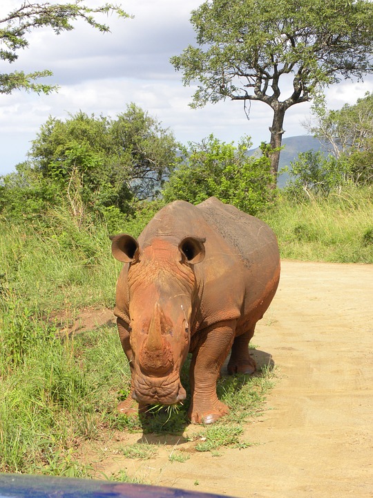 rhino, safari, south africa