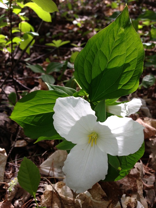 trillium, white flower, spring flower