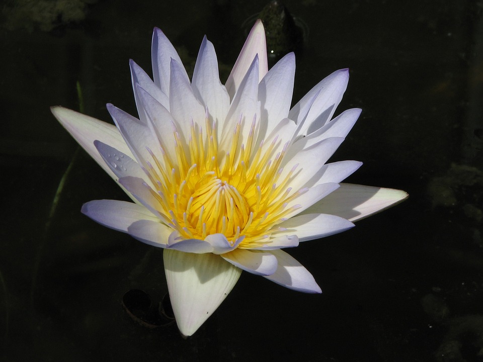 waterlily, water, lily