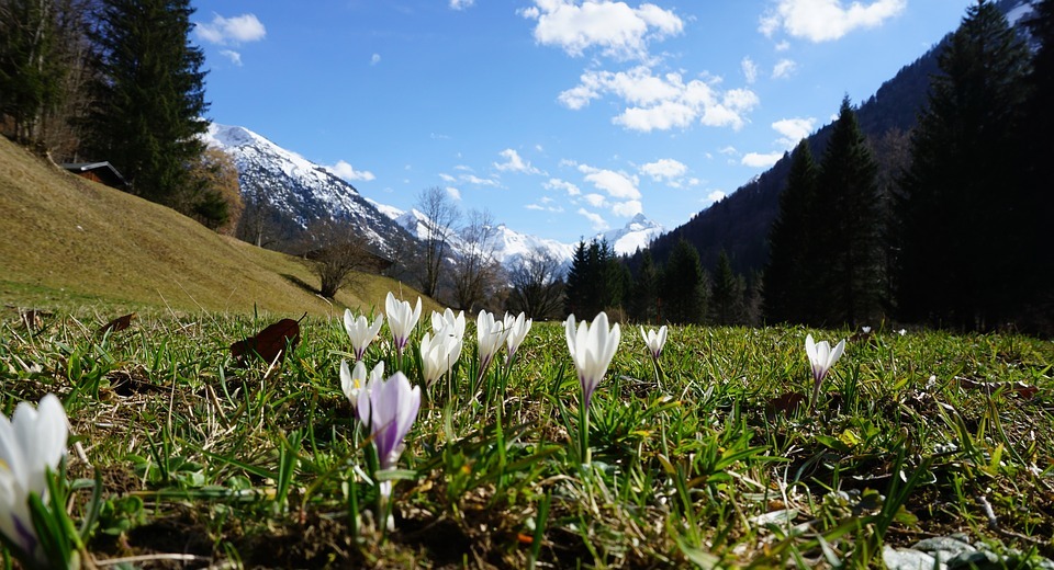 mountains, flowers, spring