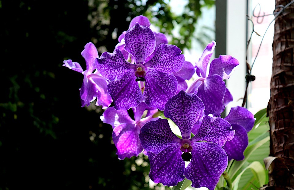 orchid, exotic, flowers