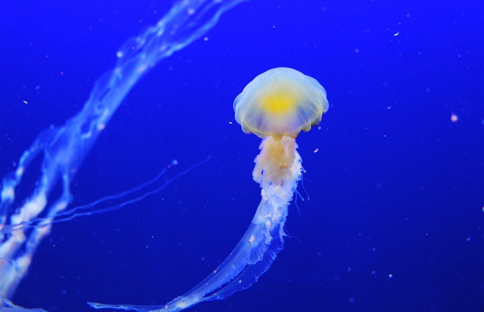 jellyfish, fish, blue