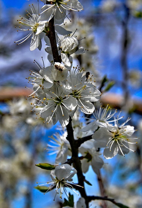 flowers, spring, branch