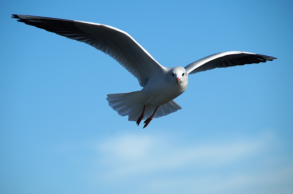 gull, tern, bird flight