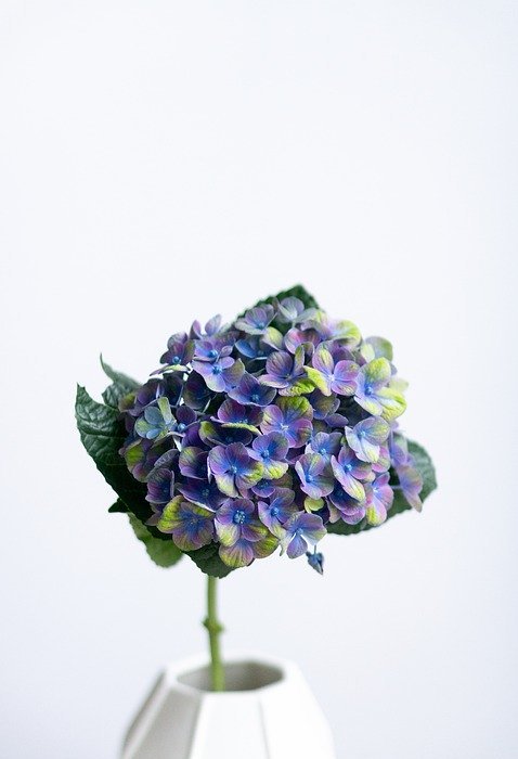 hydrangea, violet, blossom