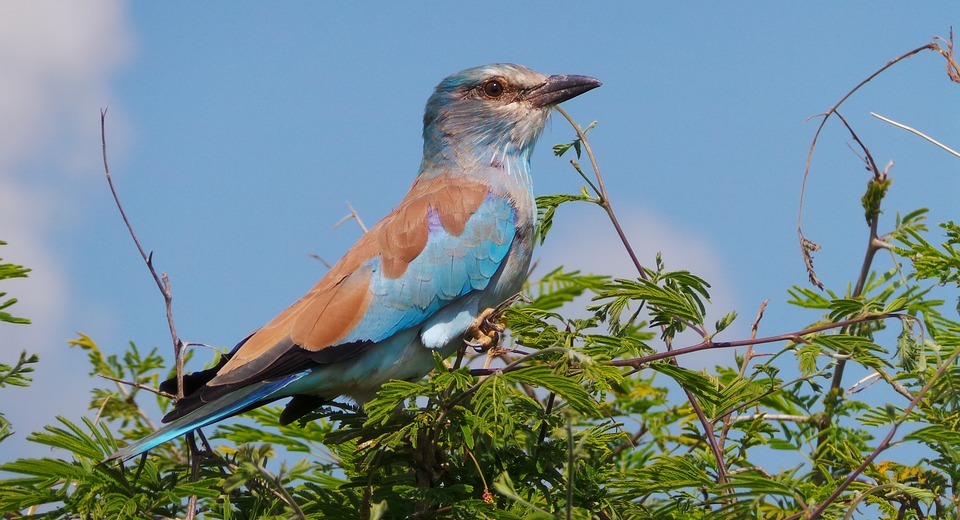 lilac breasted roller, bird, roller