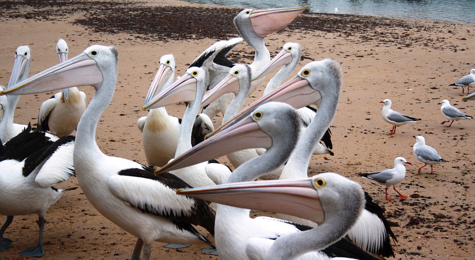 pelicans, australian pelicans, water birds