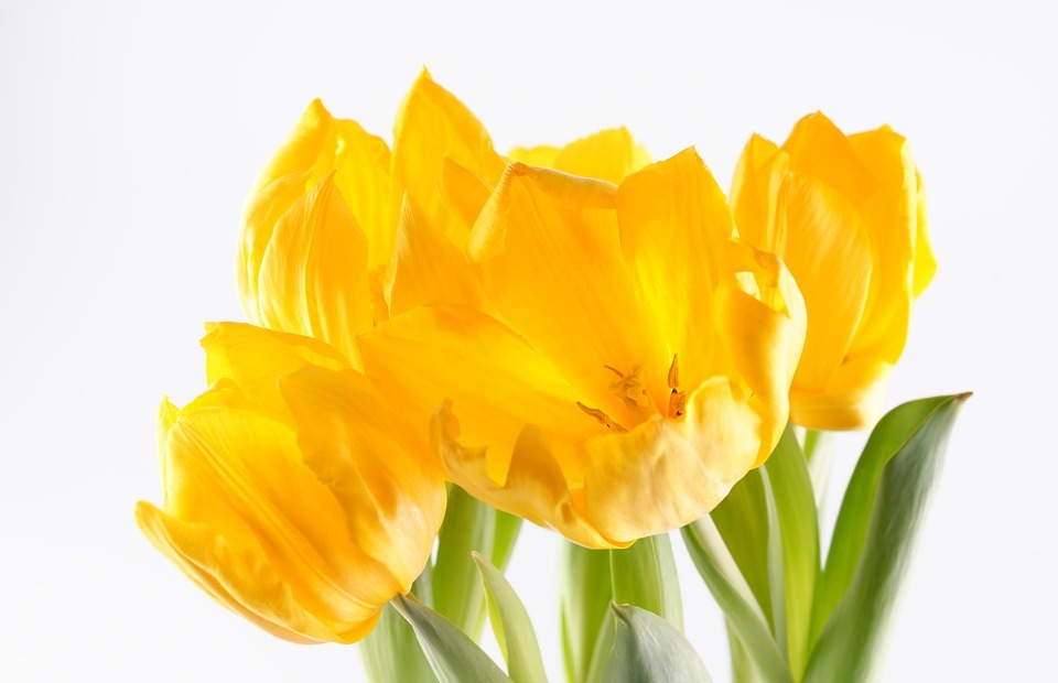 happy mothers day, tulips, flowers
