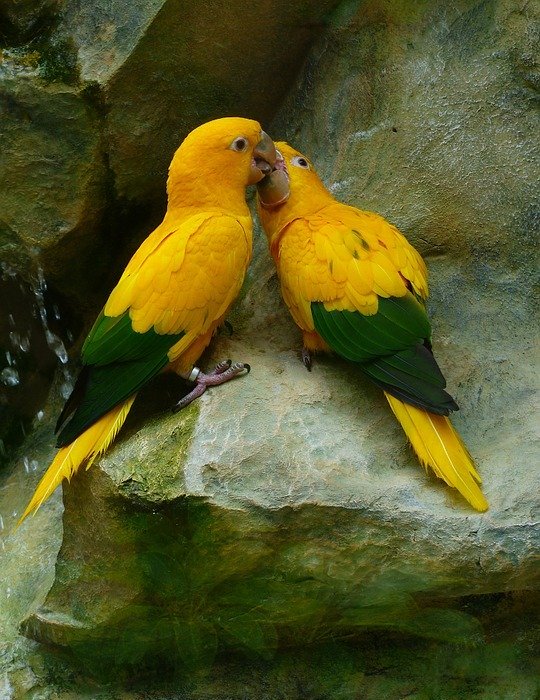 gold parakeets, bird couple, couple