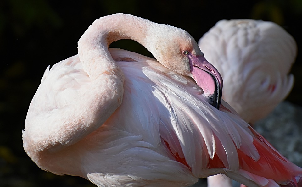 flamingo, bird, colorful