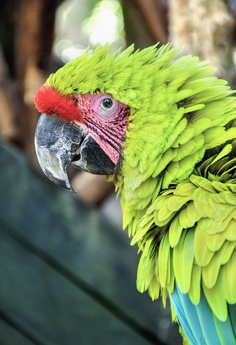 macaw, parrot bird, pet