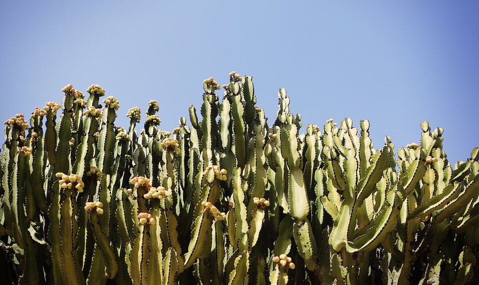 cactus, cacti, desert