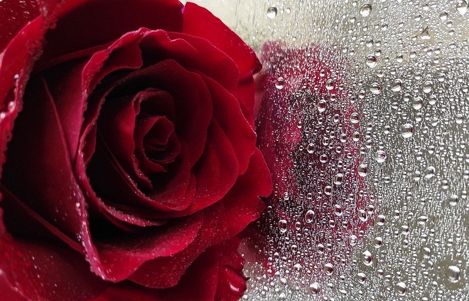 роза, цветок, красная