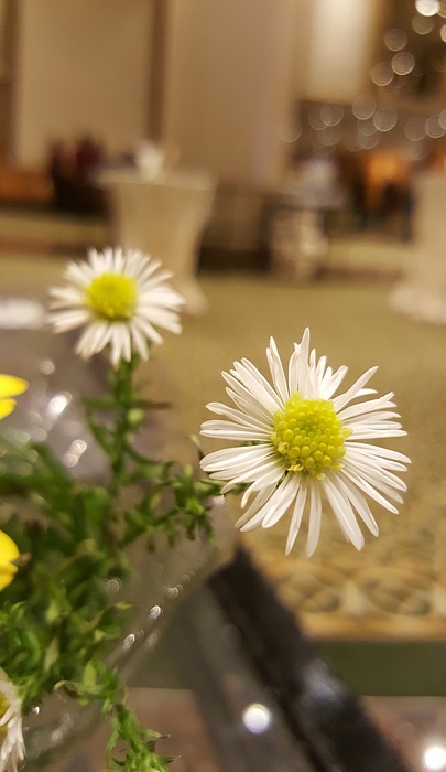 small flower, white, flower