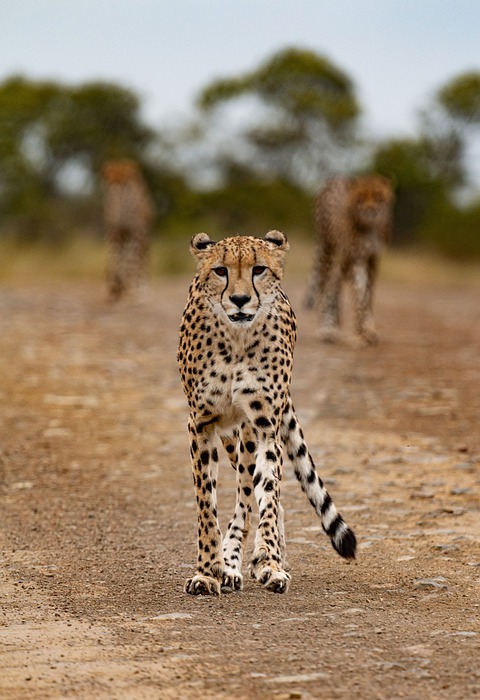 cheetah, animal, safari