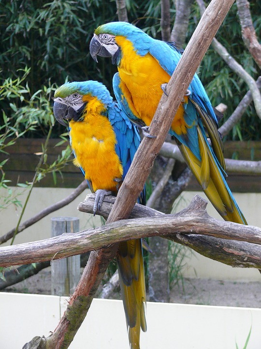 bird, parrot, color