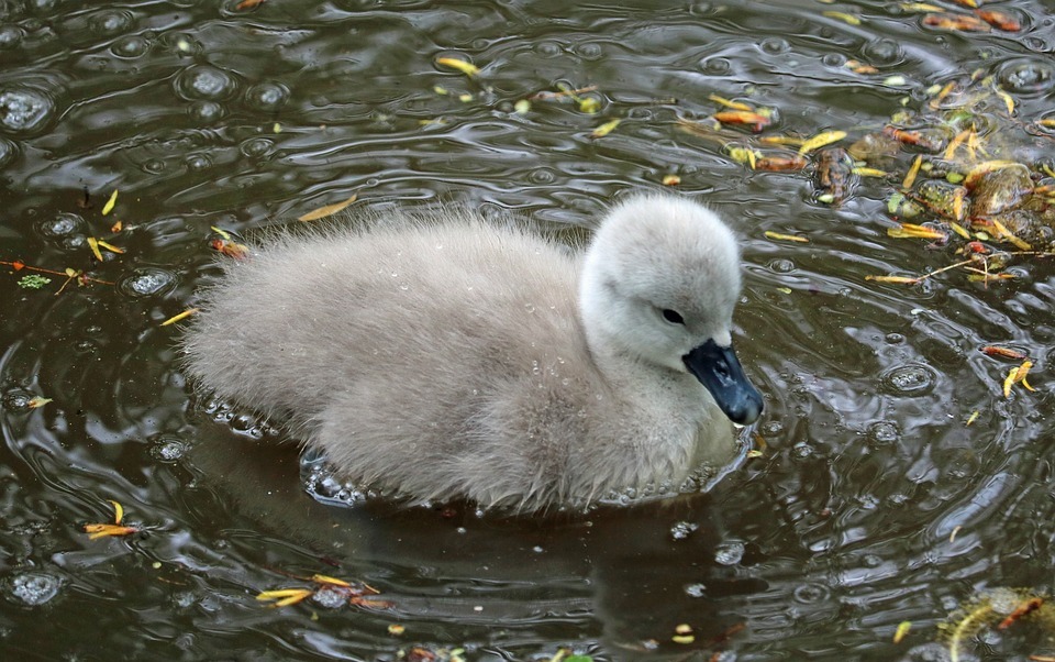 signet, baby swan, water