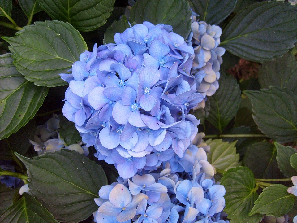 hydrangea, blue, purple