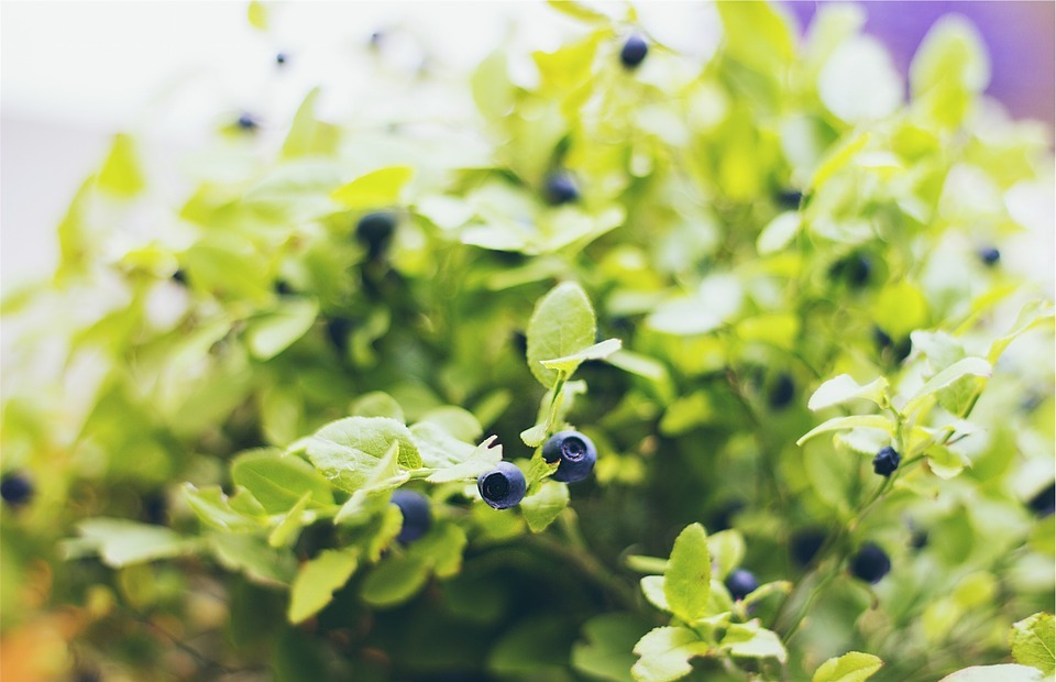 blueberries, fruit, plant