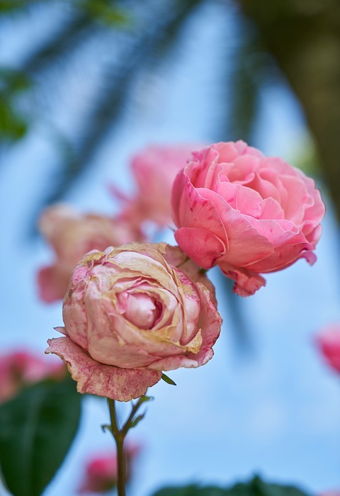 flower, rose, pink