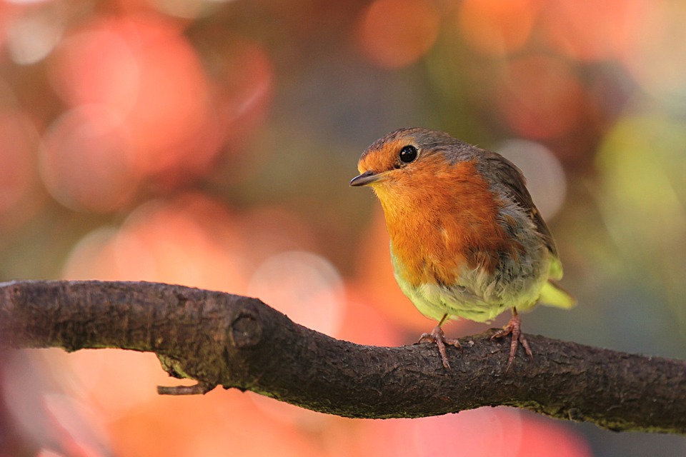 robin, bird, on branch
