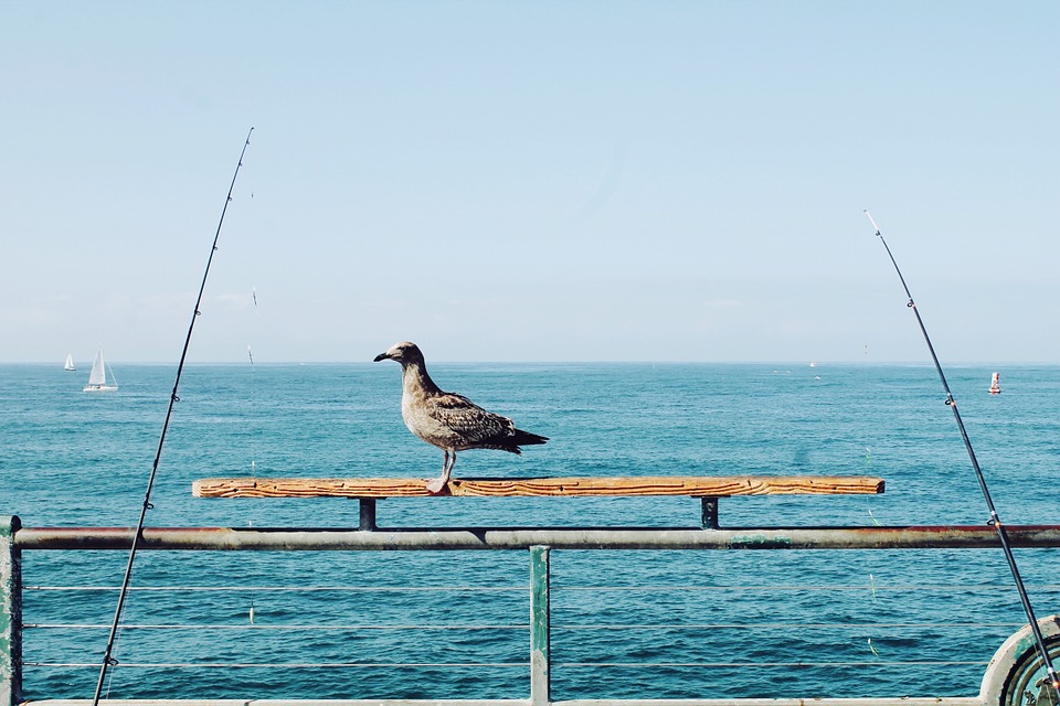 bird, perch, fishing rods
