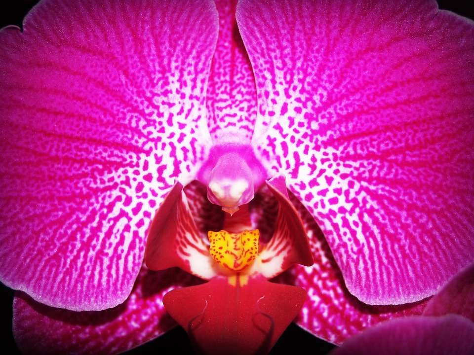 flower, orchid, tropical